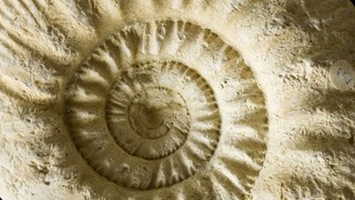 Photo of a fossilised sea shell