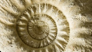 Fossil av en snäcka