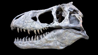 Fossil skalle av en Tyrrantrranosaurus REX