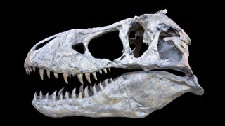 Sceletal head from a Tyrannosaurus REX