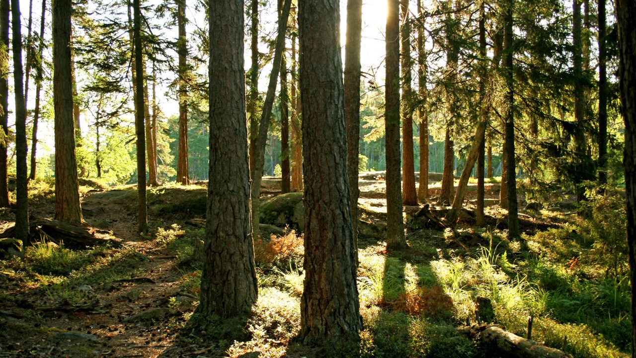 Pine forest