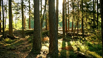 Foto av trädstammar i motljus