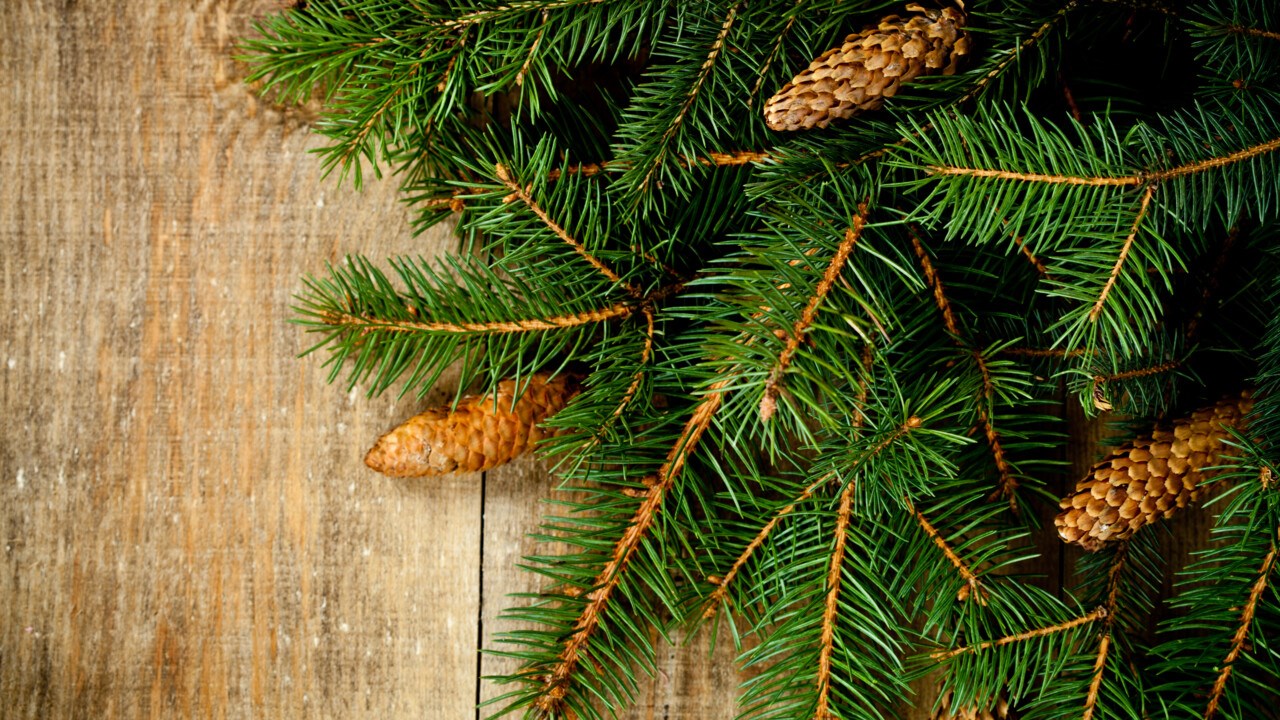 Spruce branches and cones on a table.