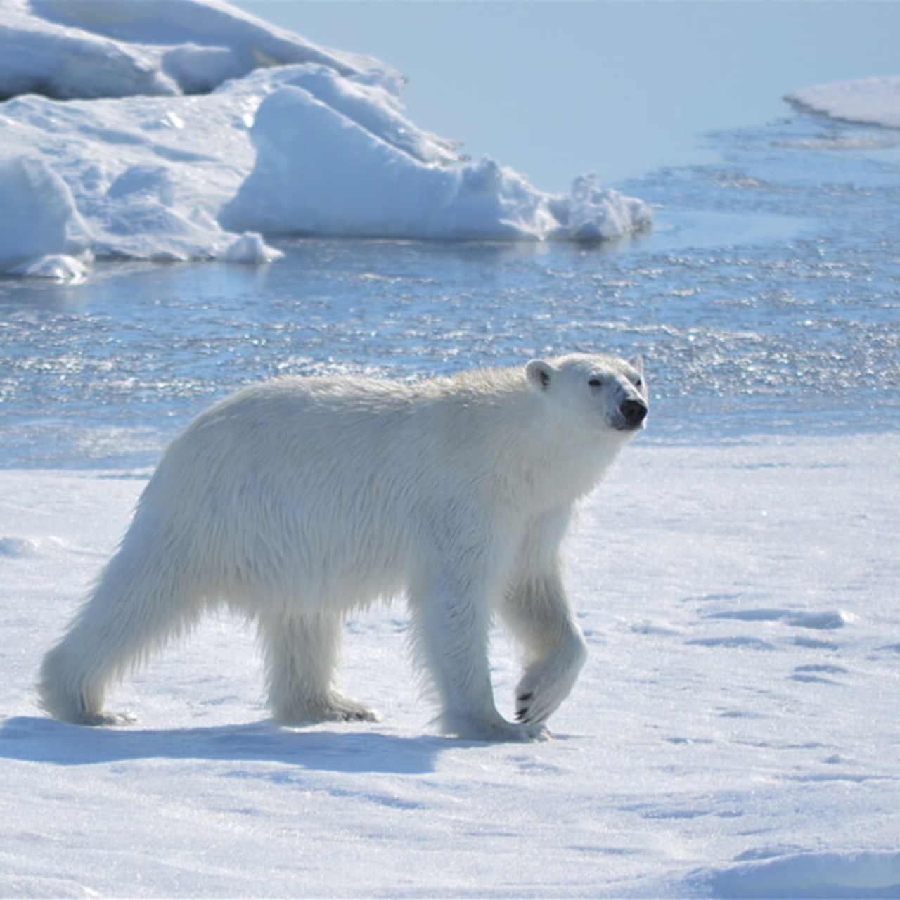 Isbjörn som vandrar på is