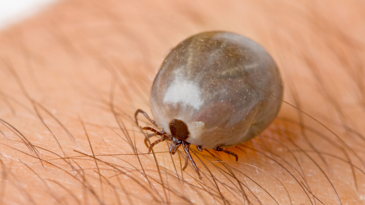 Different types of cells in the brain are affected by a tick bite