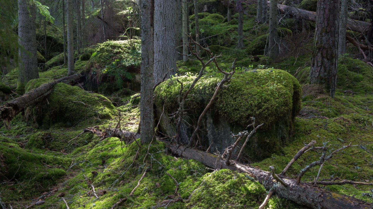 Gammal barrskog med mossbelupna stenar och nedfallet träd. Solen silar genom trädstammarna.