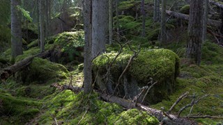 Mosbeklädd skog.