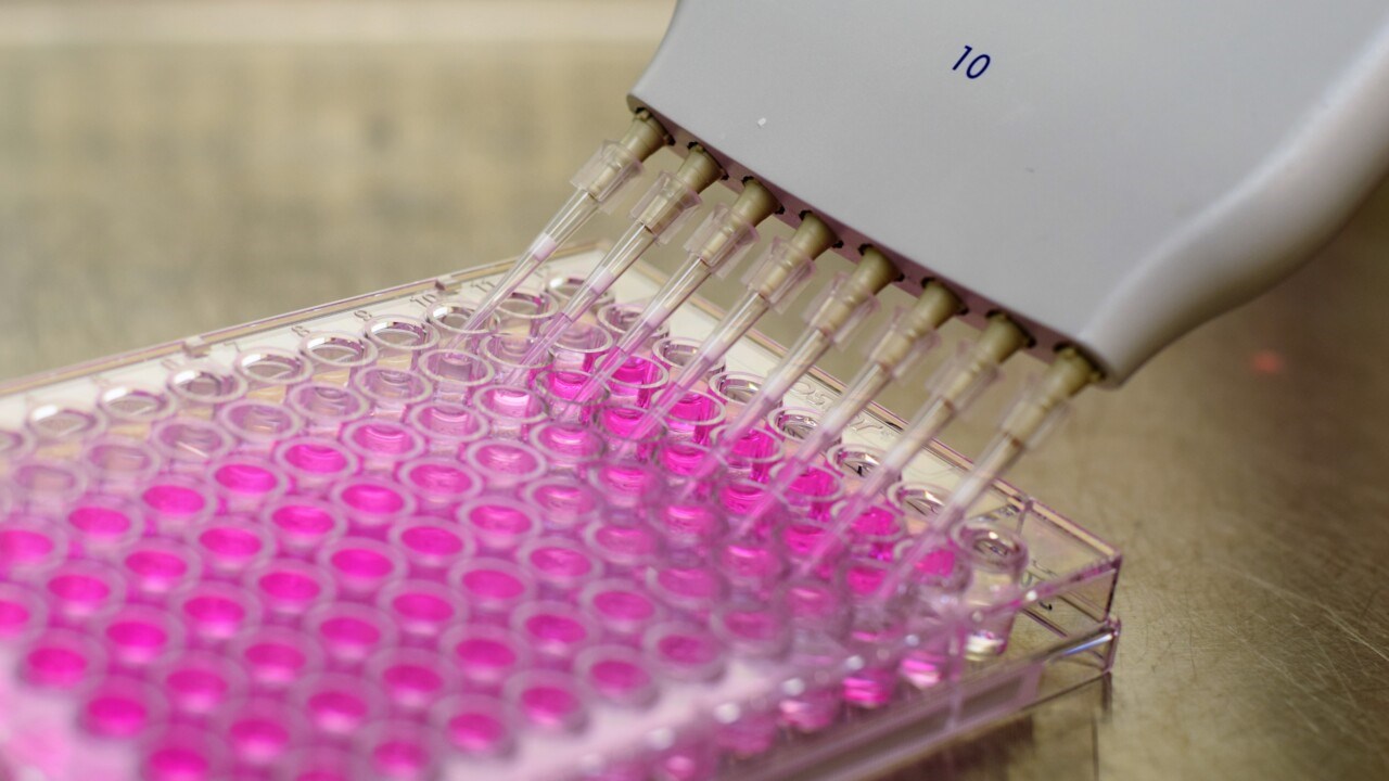Multipipette loading samples in a 96-well plate for analysis.