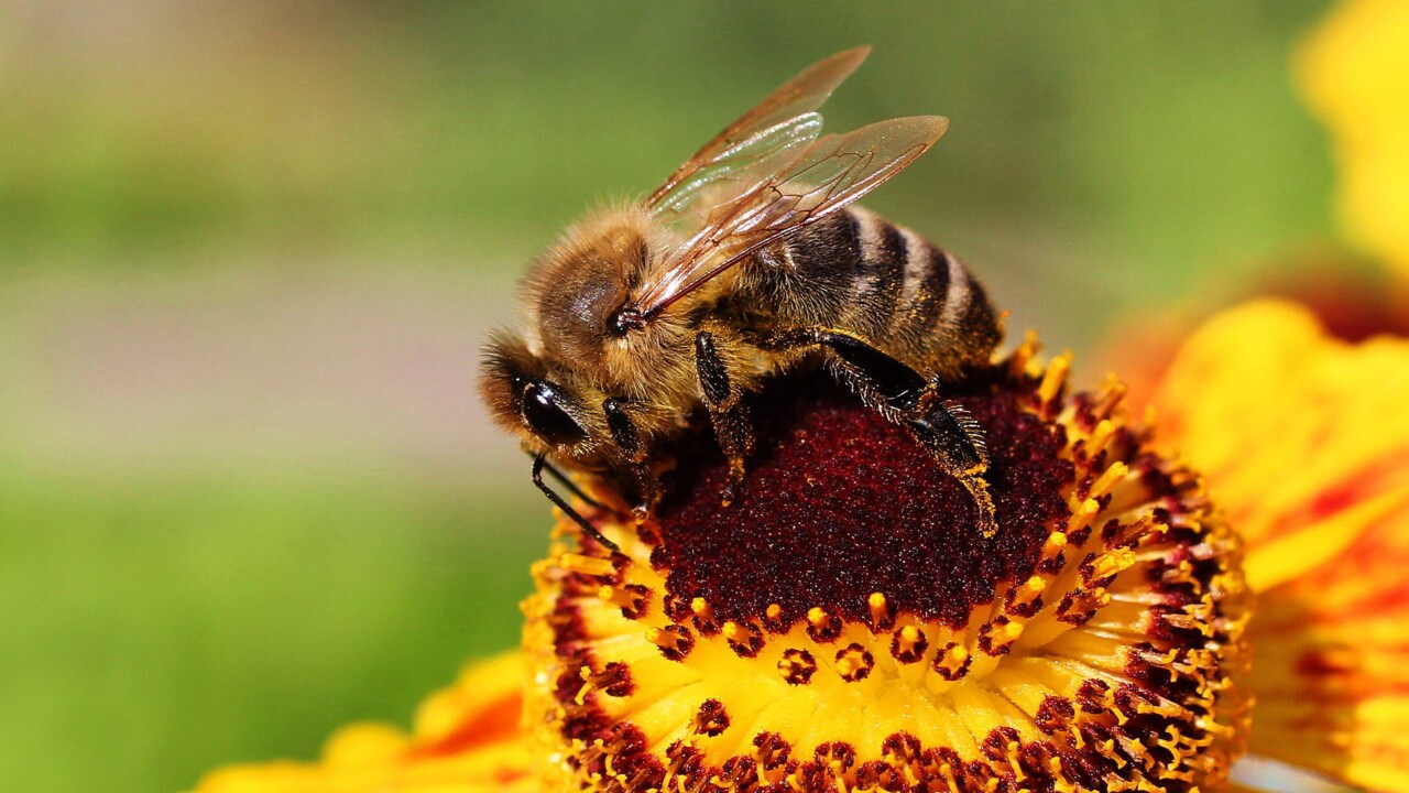 Honungsbi på blomma.