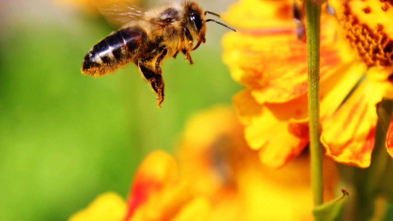 Honungsbi som hovrar framför blomma.