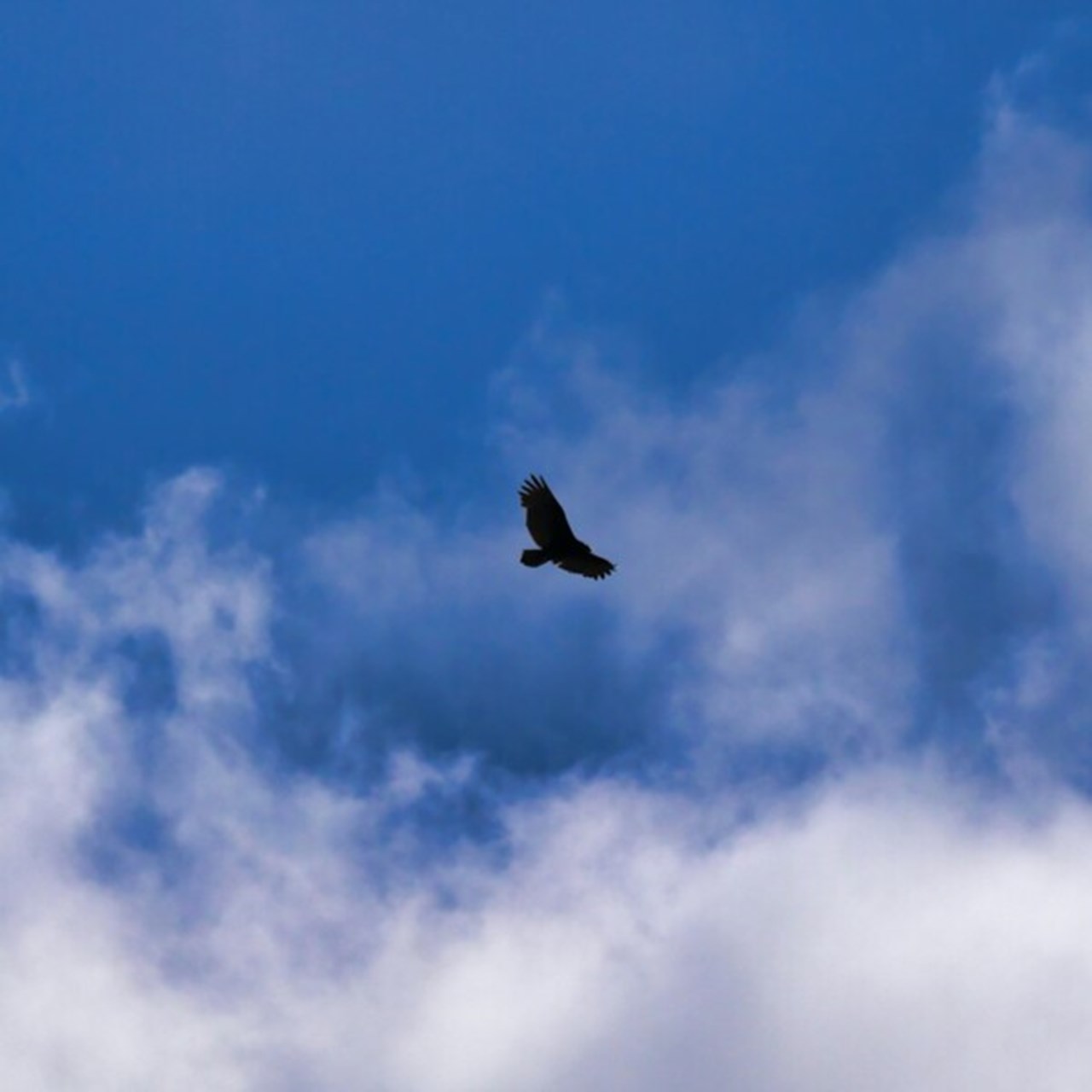 A black bird hovers in the blue sky among white clouds