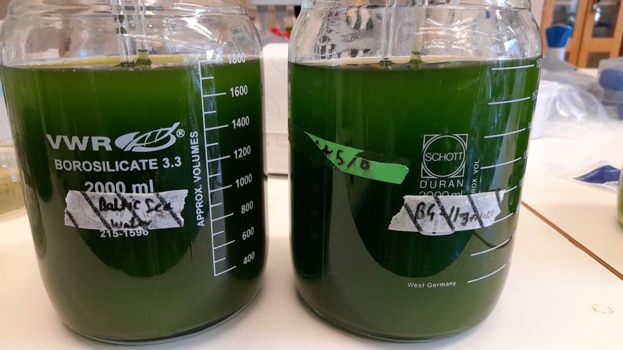 Mikroalger som växer i Östesjövatten