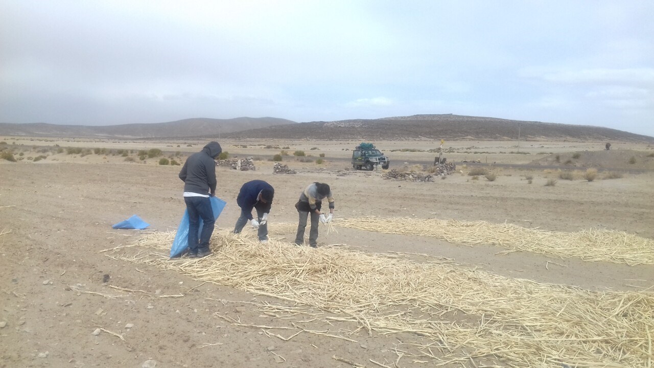 Altiplano där quinoa odlas. Samling av rester efter skörd.