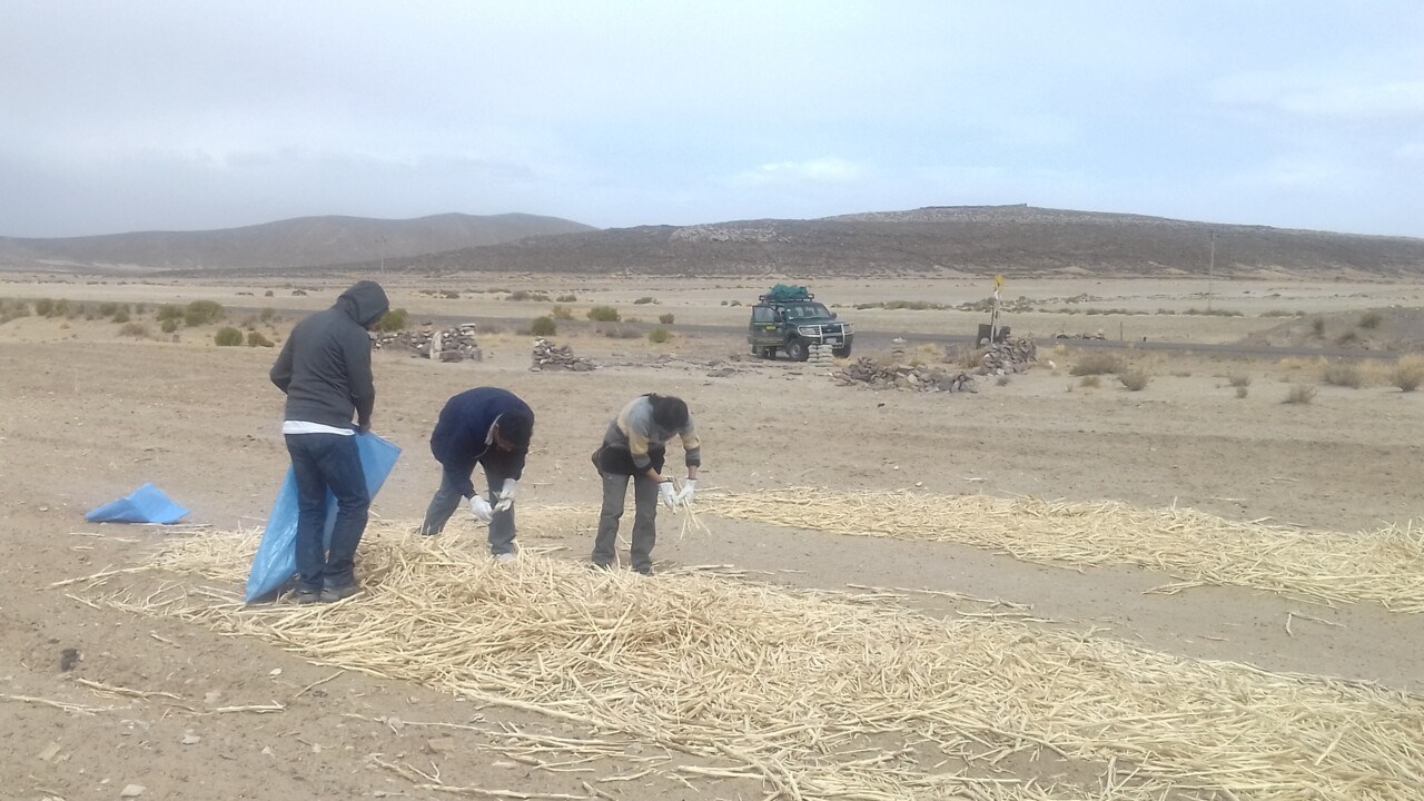 Altiplano där quinoa odlas. Samling av rester efter skörd.