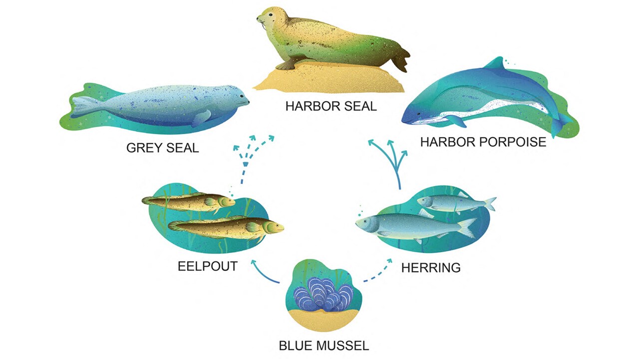 illustration över näringsväven i havet