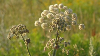 Picture of wild growing kvanne (angelica angelica)