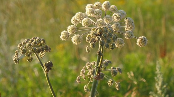 A flower on green meadow