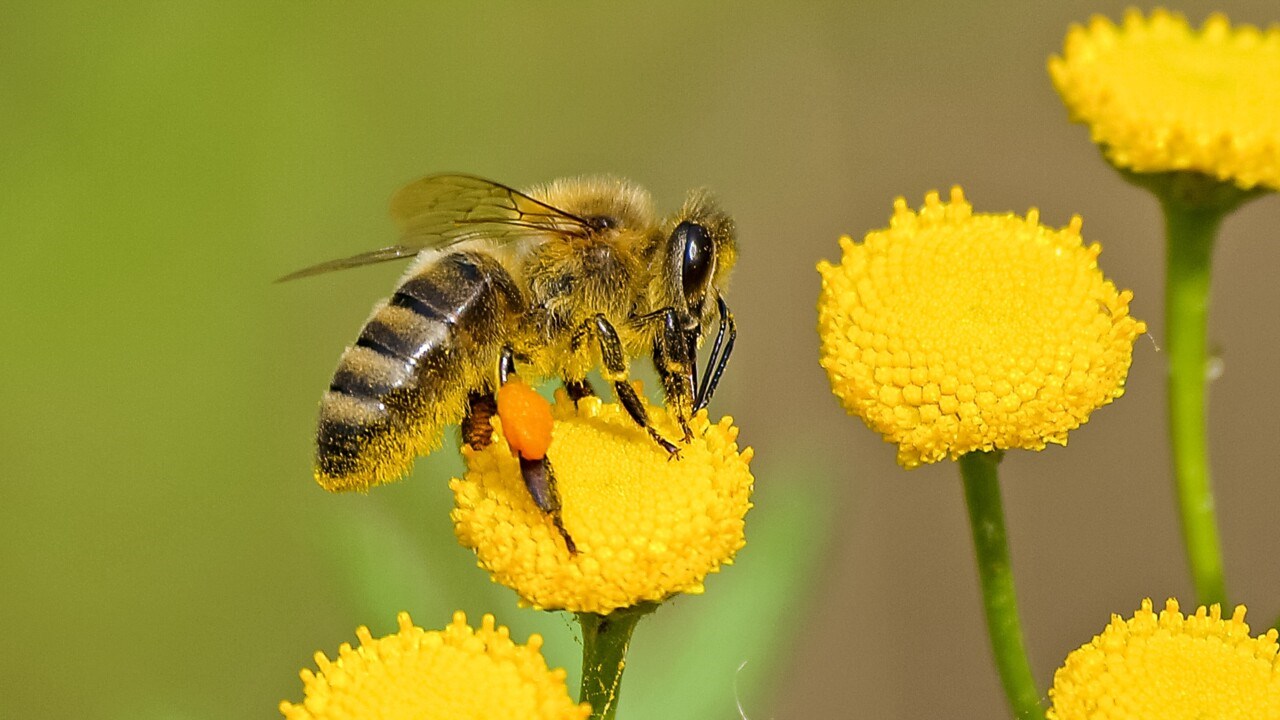 Ett bi ute på pollenjakt.