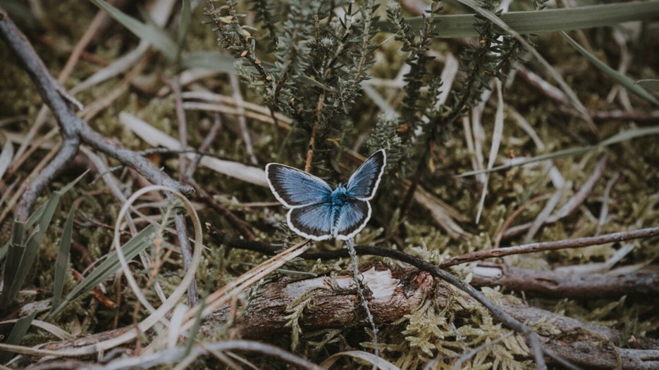Butterfly in forest