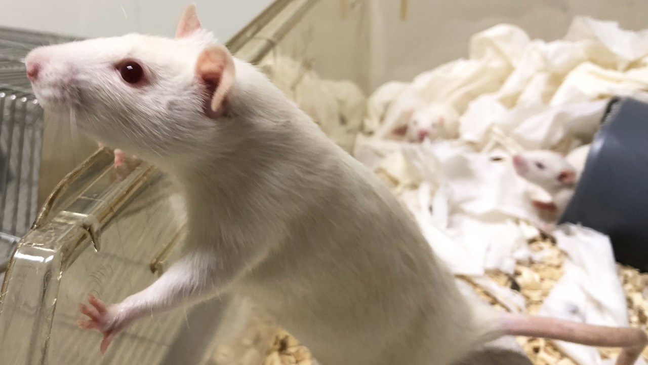 Photo show white rat is looking over the rime of the cage