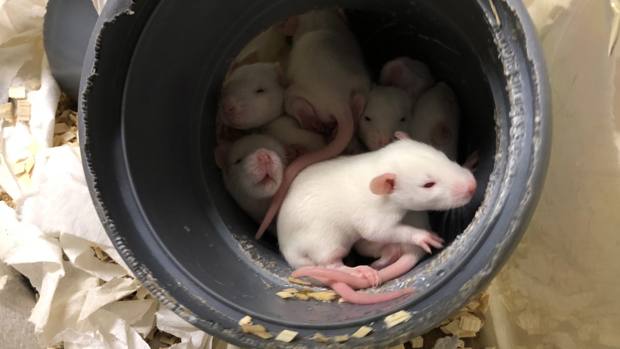 Photo show sleepy baby rats