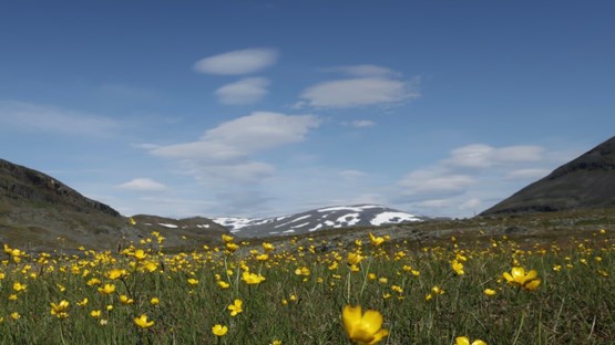 Buttercups in Vistas valley. 