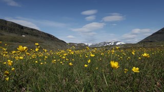 En grönskande dal med gula blommor och snötäckta fjäll i bakgrunden. 