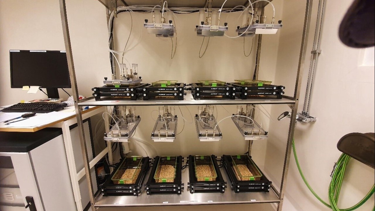 Experimental setup with metabolic cages.