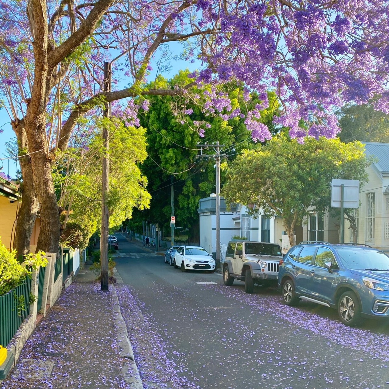 Gatubild i Sydney med blommande jakaranda.