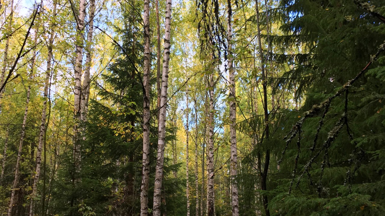 Blandskog med gran och björk