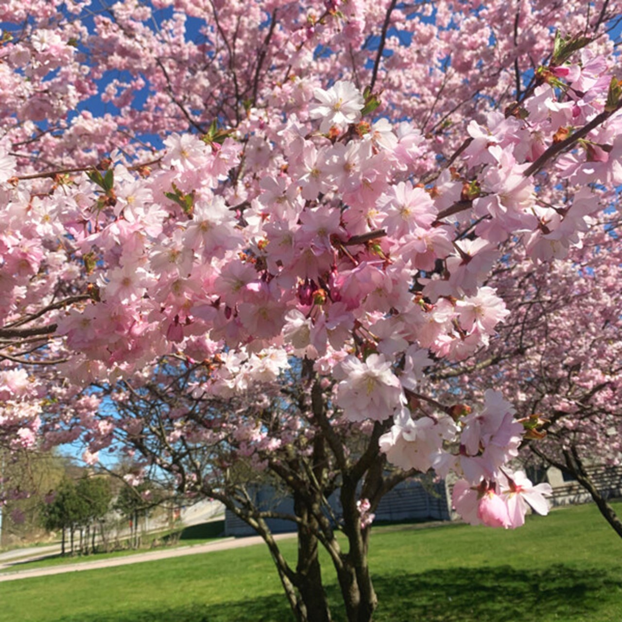 Körsbärsblommor i ett vårlikt Göteborg.