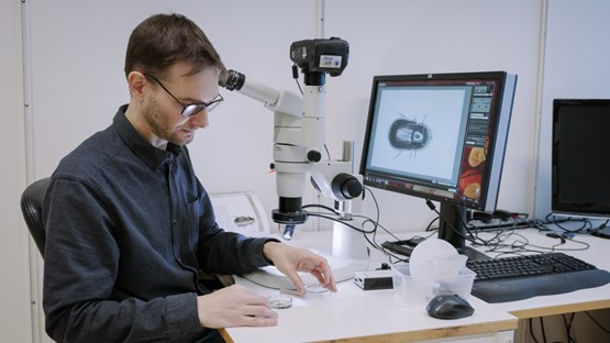 The researcher Phil Buckland is examining insect remains in a microscope