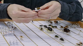 Händer som håller i en insekt ovanför en bricka med uppnålade skalbaggar