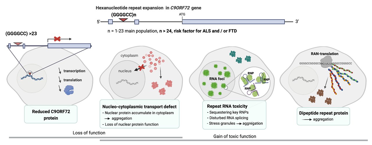 Sjukdomsmekanismer som tros orsaka C9orf72HRE ALS/FTD