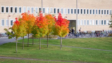träd i höstfärger utanför Samhällsvetarhuset