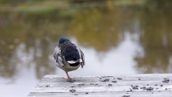 Bild på dammen med en fågel på bryggan