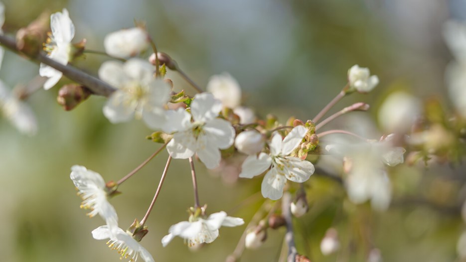 Närbild på vita blommor i ett träd. 