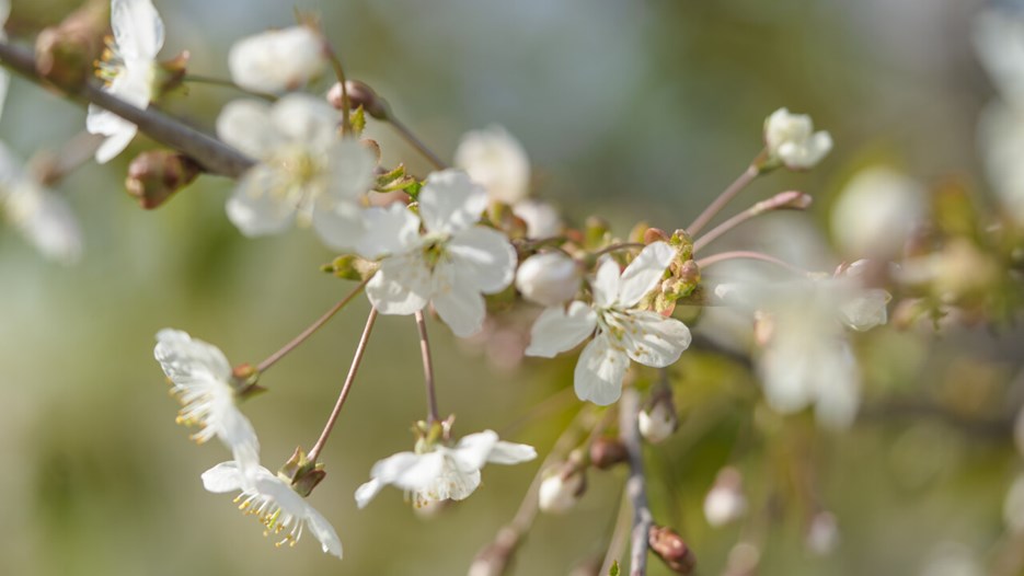 White flowers on a tree. 