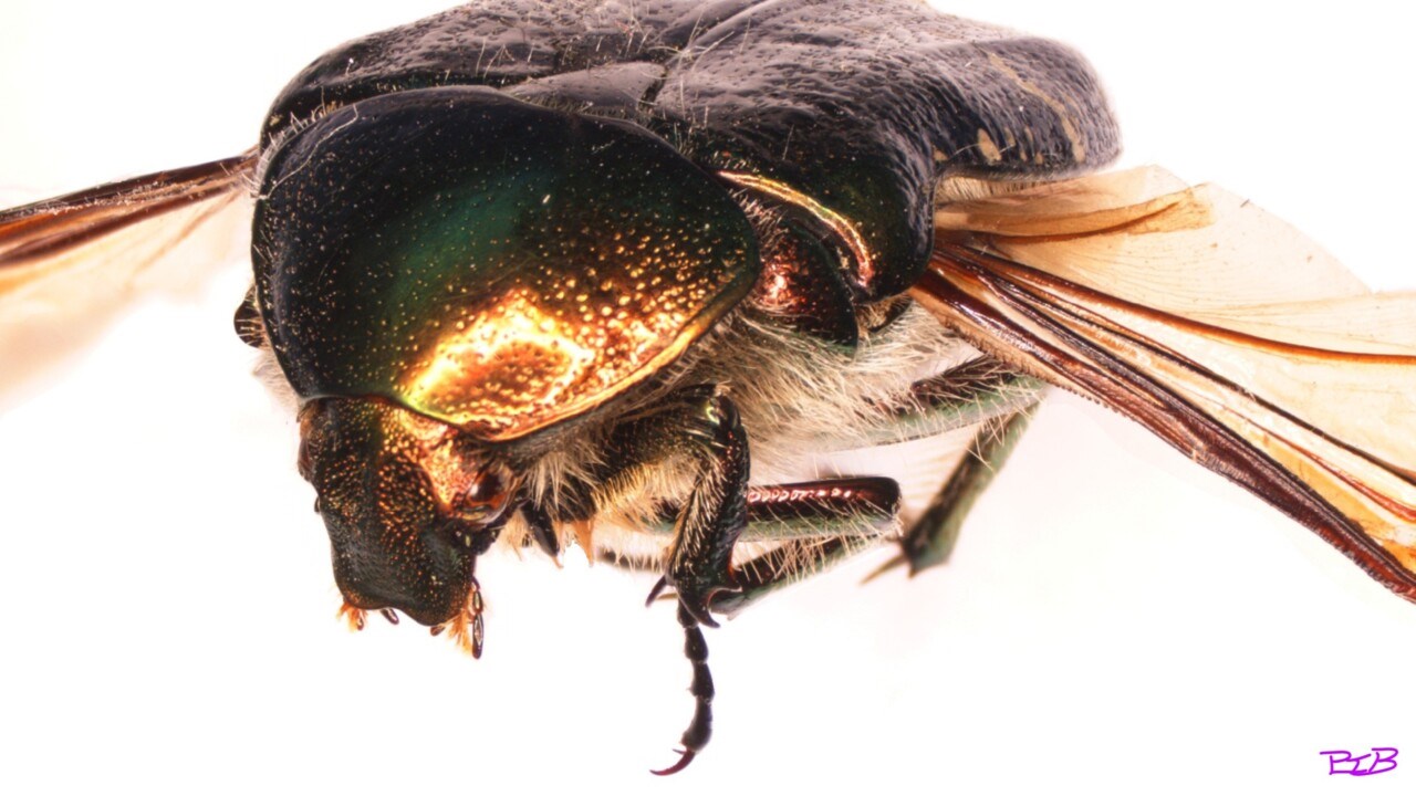 Close-up of a gold shimmering insect with wings