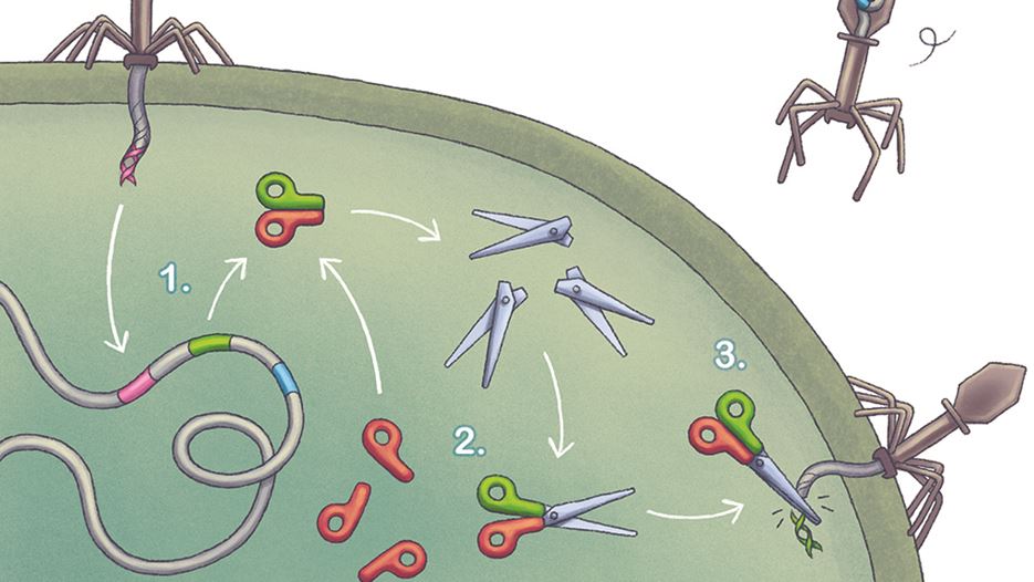 CRISPR-Cas9