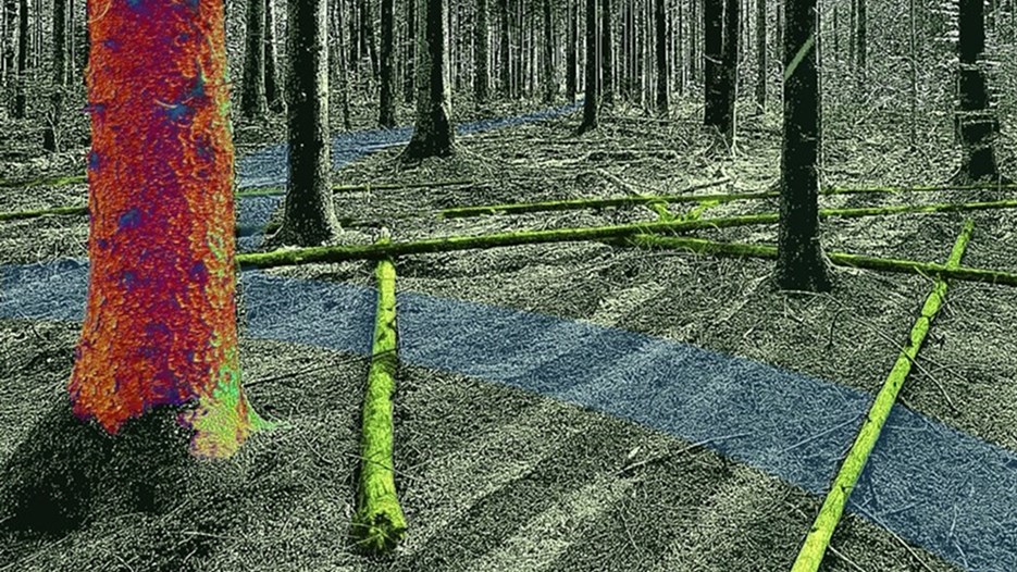 Virtuell skogsmiljö 