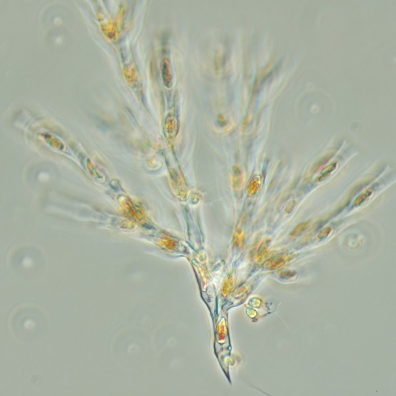 Närbild på plankton.