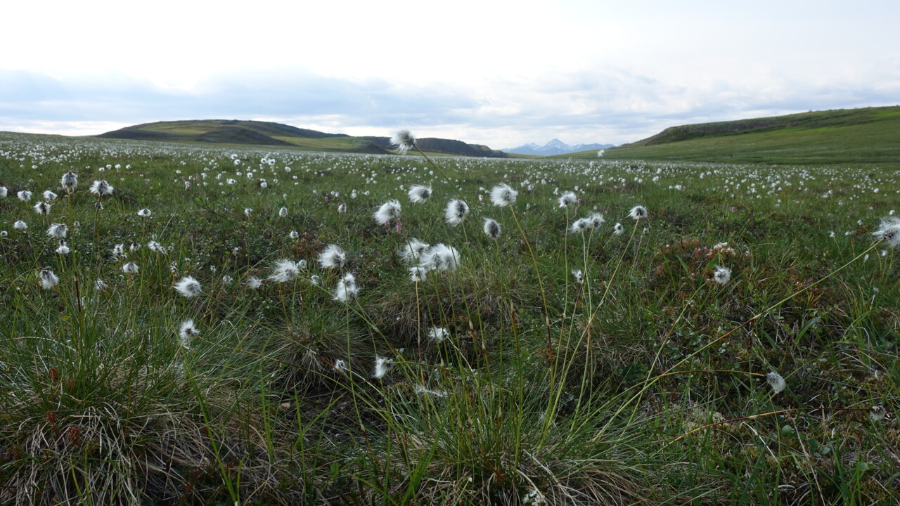 Climate impact on phosphorus biogeochemistry in the Arctic tundra - a