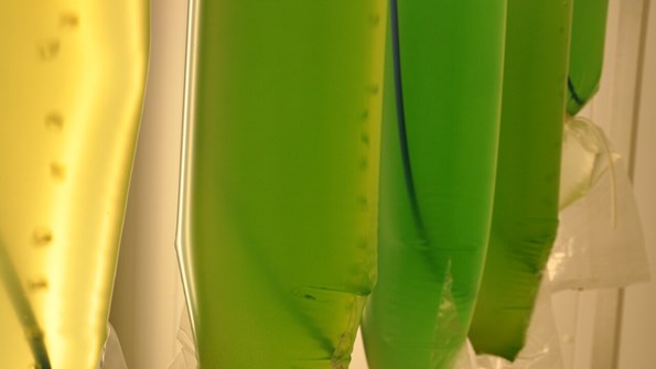 alger som odlas i plastpåsar