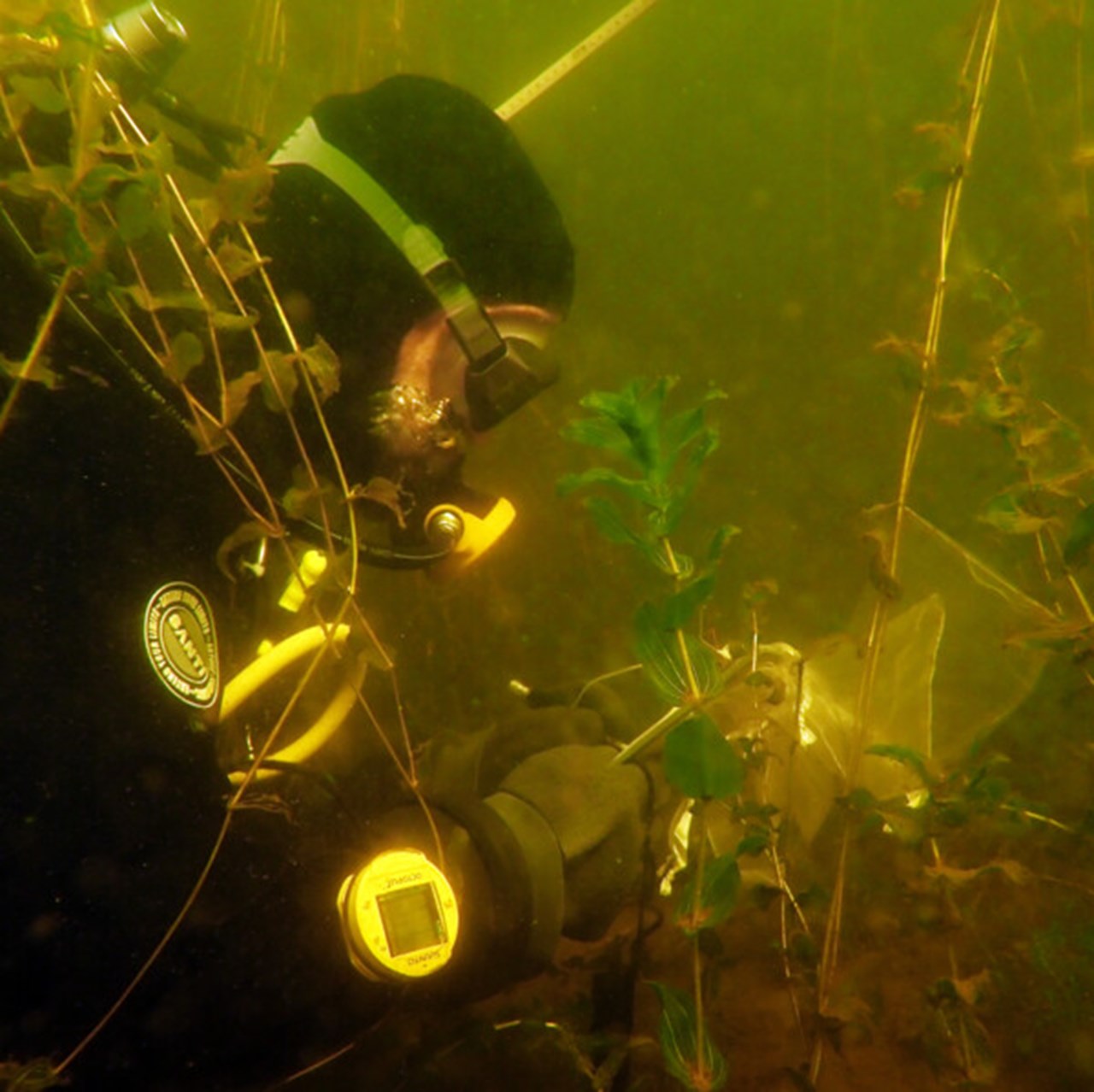 Diver examining bottom vegetation.