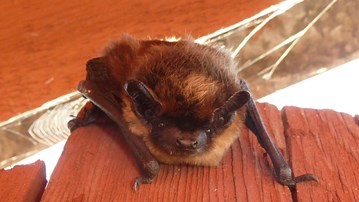 En västerbottnisk fladdermus