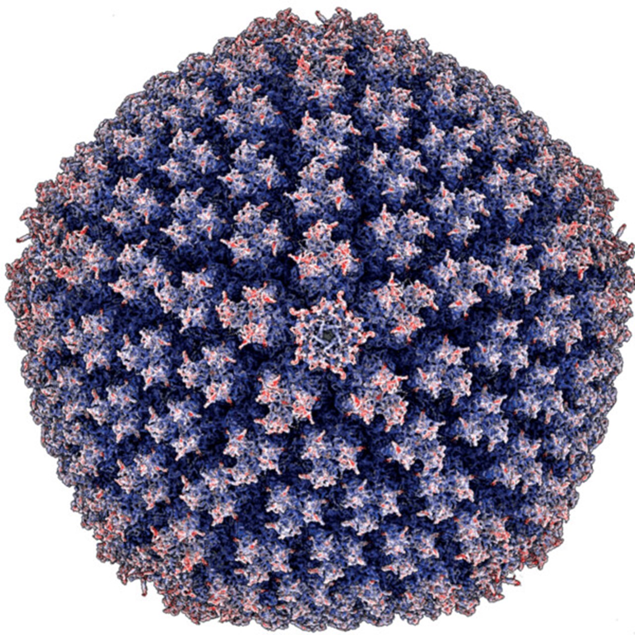 Illustration av enteriskt adenovirus