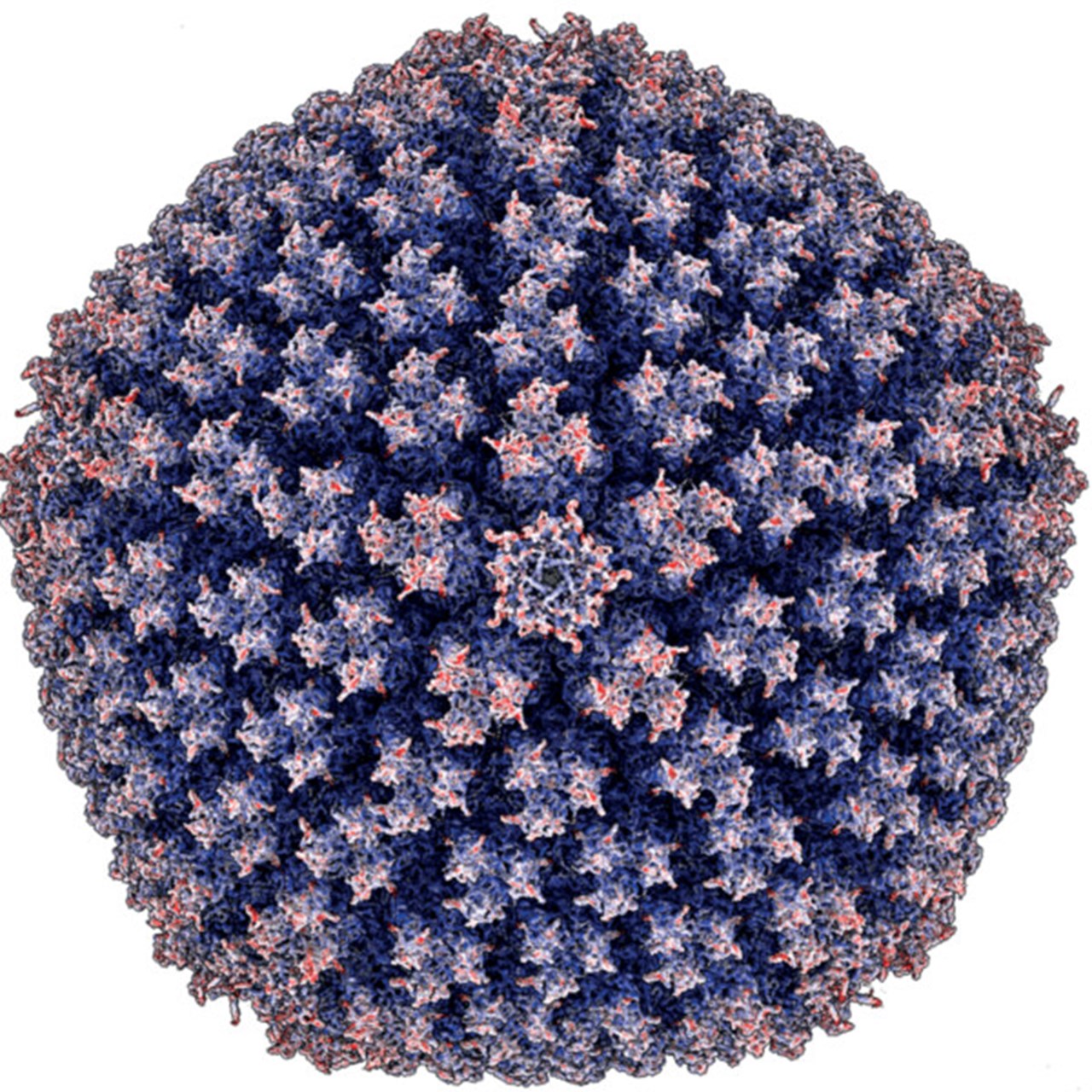 Illustration av enteriskt adenovirus
