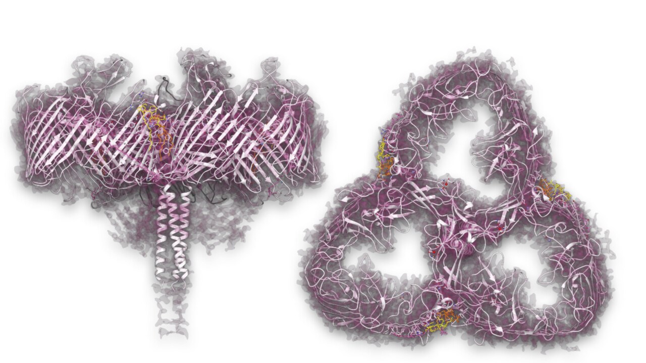 Deinococcus radiodurans