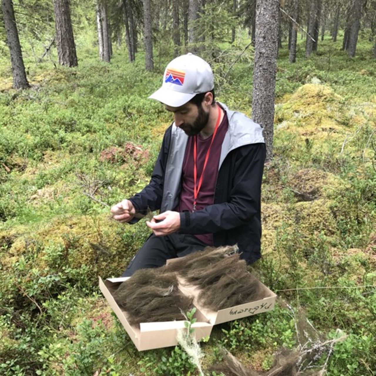 Fältarbete med hänglavar i Vindeln